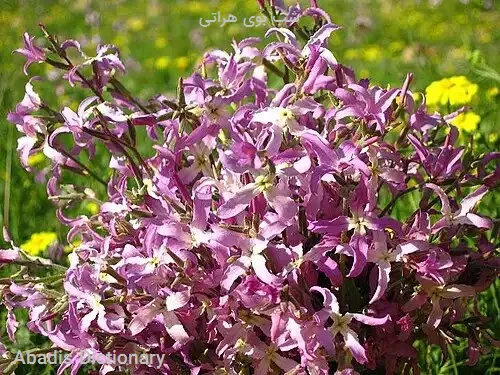 شب بوی هراتی